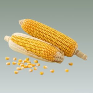 Maize