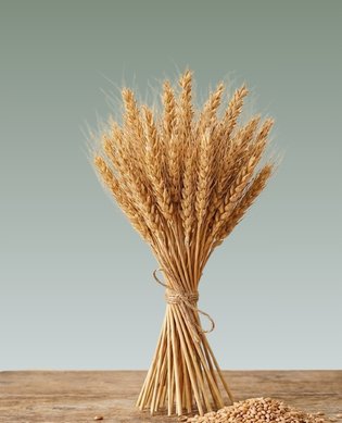 Wheat
